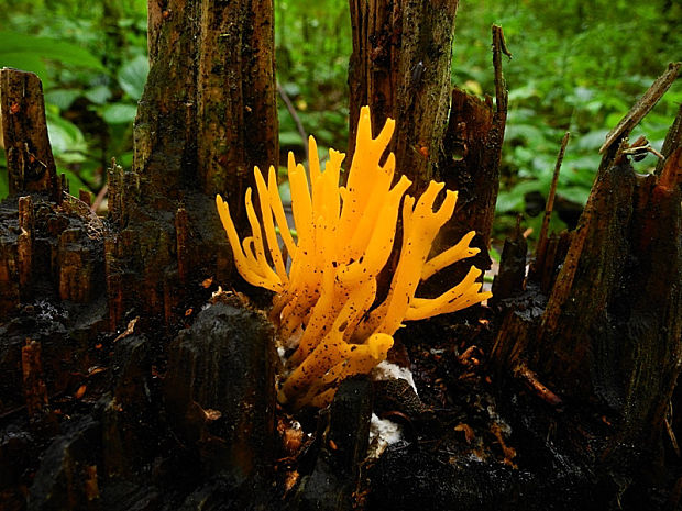 parôžkovec lepkavý Calocera viscosa (Pers.) Fr.