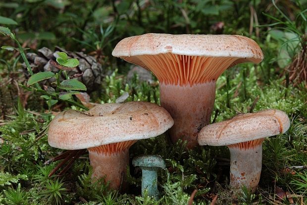 rýdzik hrdzavohnedý Lactarius quieticolor Romagn.