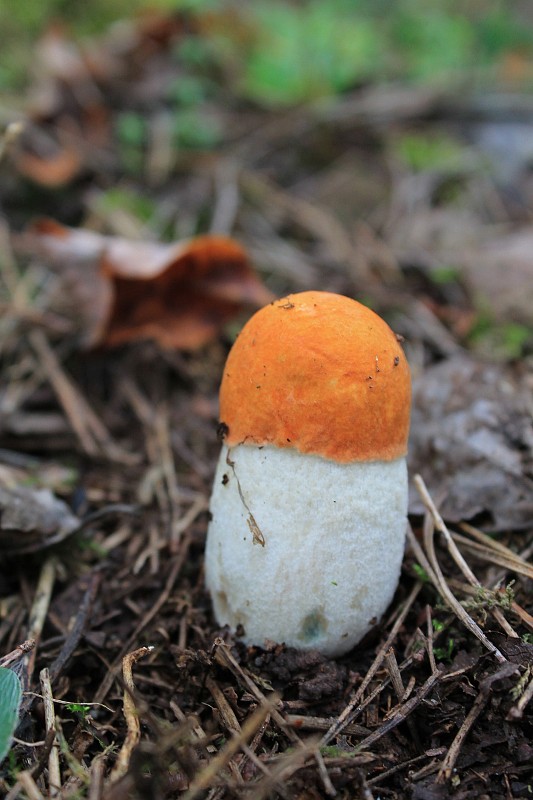 kozák osikový Leccinum albostipitatum den Bakker & Noordel.