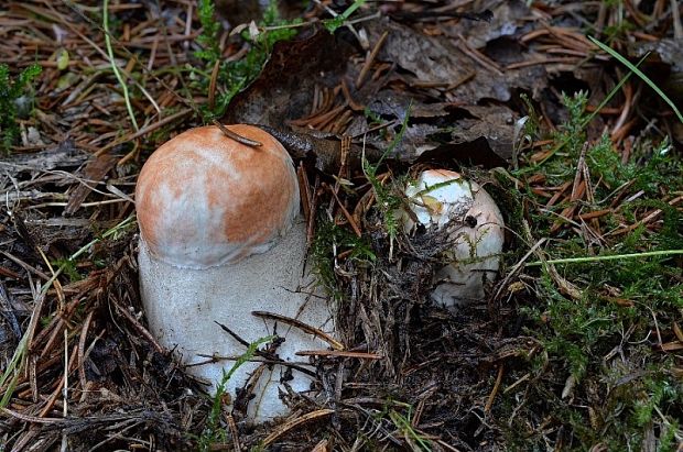 kozák osikový Leccinum rufum var. decipiens (Singer) Klofac