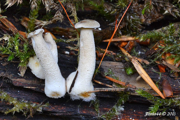 trúdnik strapkatý Lentinus substrictus (Bolton) Zmitr. & Kovalenko