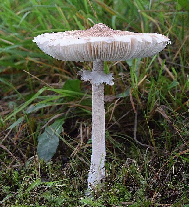 bedľa Konradova Macrolepiota konradii (Huijsman ex P.D. Orton) M.M. Moser