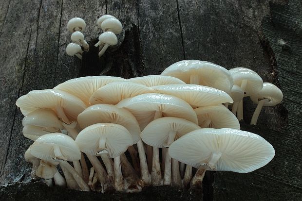 sliznačka obyčajná Mucidula mucida (Schrad.) Pat.