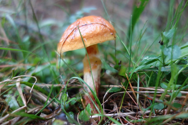 masliak smrekovcový Suillus grevillei (Klotzsch) Singer