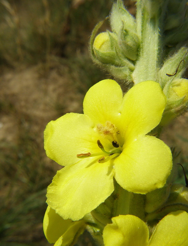 divozel veľkokvetý Verbascum densiflorum Bertol.