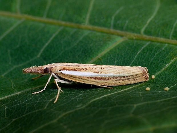 trávovec trávový (sk) / travařík travní (cz) ♀ Agriphila tristella Denis & Schiffermüller, 1775