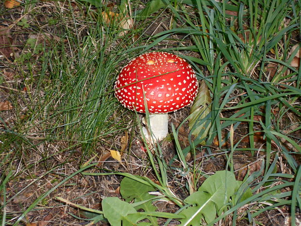 muchotrávka červená Amanita muscaria (L.) Lam.