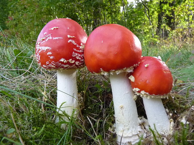 muchotrávka červená Amanita muscaria (L.) Lam.