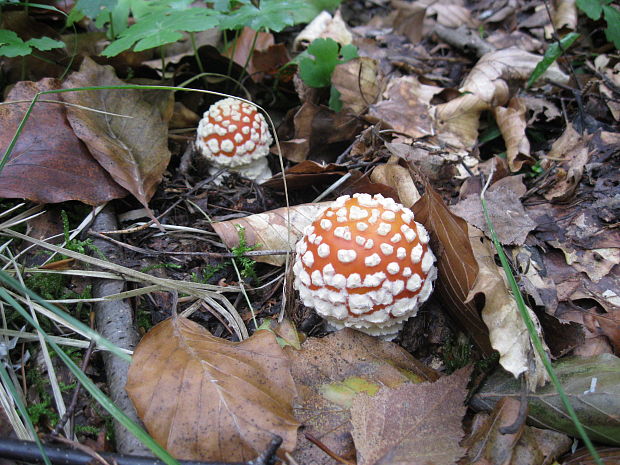 muchotrávka červená Amanita muscaria (L.) Lam.