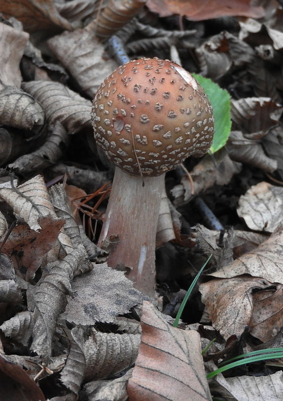 muchotrávka červenkastá Amanita rubescens Pers.