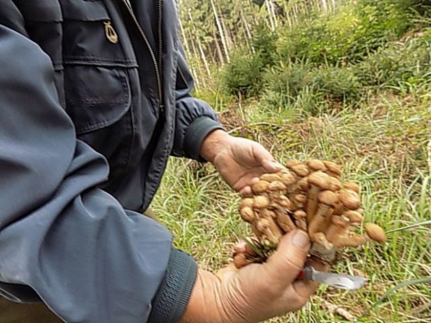 podpňovka obyčajná Armillaria mellea (Vahl) P. Kumm.