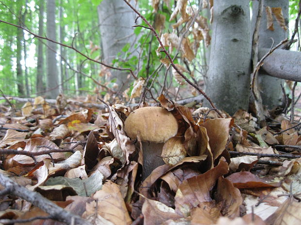 hríb smrekový Boletus edulis Bull.