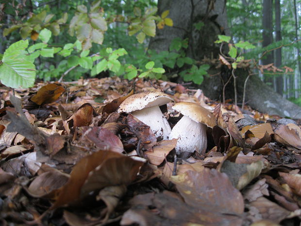 hríb smrekový Boletus edulis Bull.