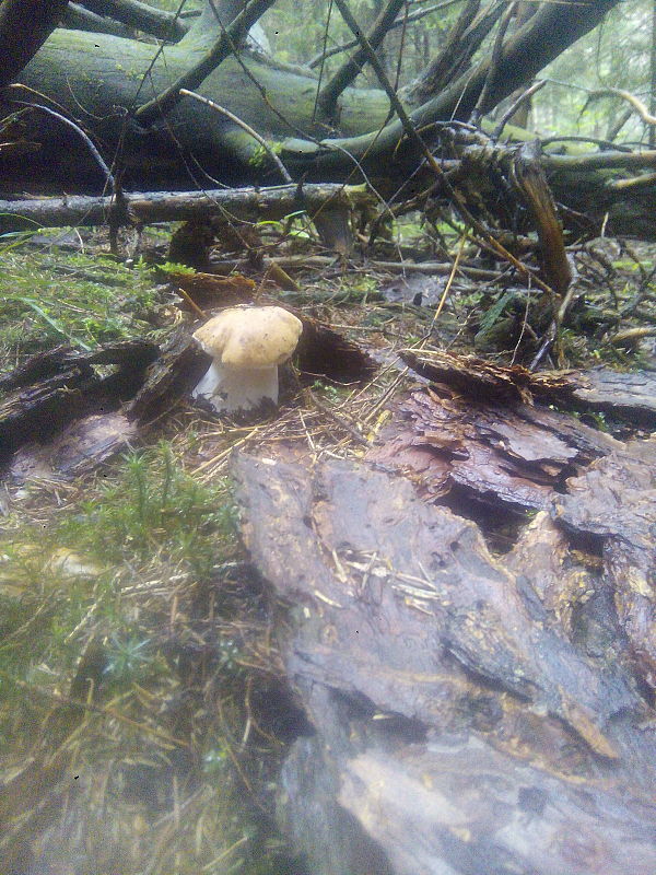 hríb smrekový Boletus edulis Bull.