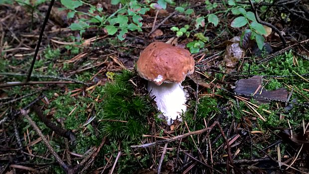 hríb smrekový Boletus edulis Bull.