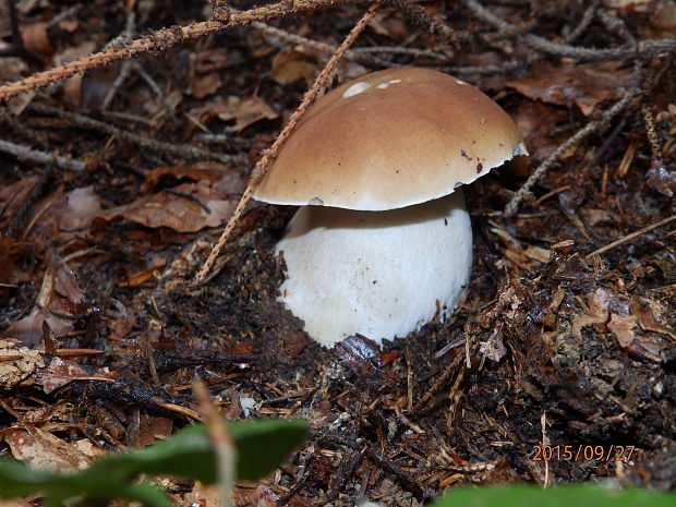 hríb smrekový Boletus edulis Bull.