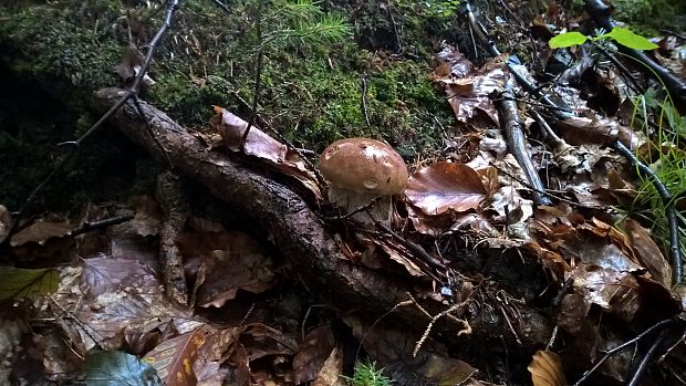 hríb dubový Boletus reticulatus Schaeff.