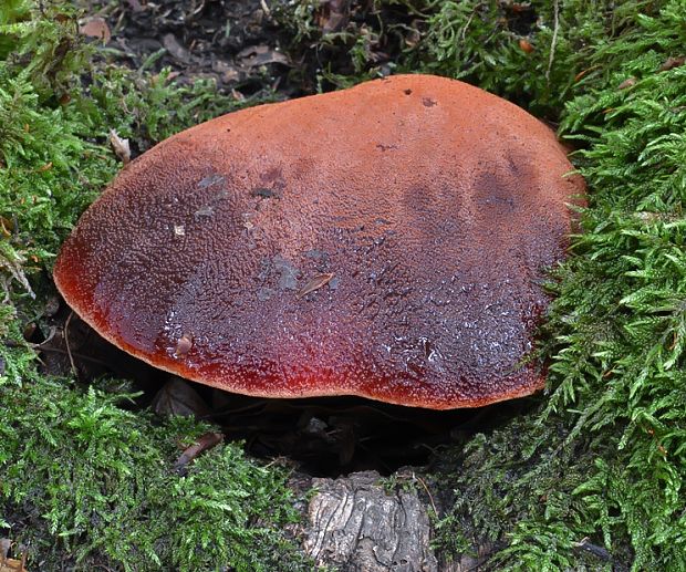 pečeňovec dubový Fistulina hepatica (Schaeff.) With.