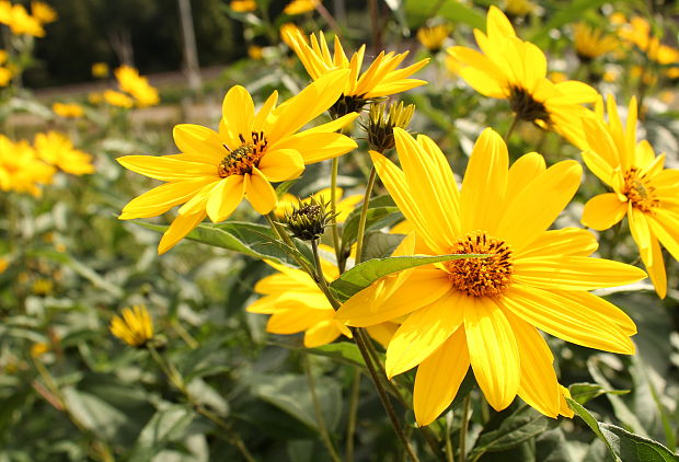 slnečnica hľuznatá Helianthus tuberosus L.