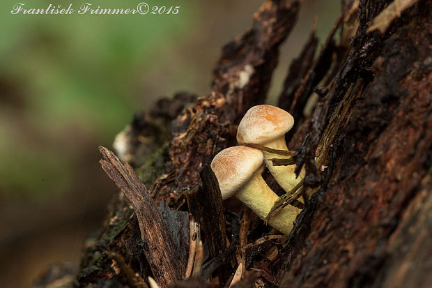 strapcovka zväzkovitá Hypholoma fasciculare (Huds.) P. Kumm.