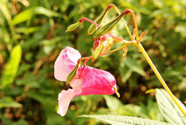 netýkavka žliazkatá Impatiens glandulifera Royle