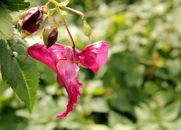 netýkavka žliazkatá Impatiens glandulifera Royle