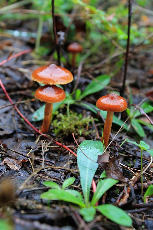 lakovka Laccaria sp.