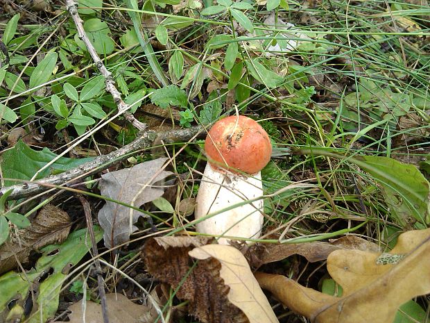 kozák osikový Leccinum albostipitatum den Bakker & Noordel.