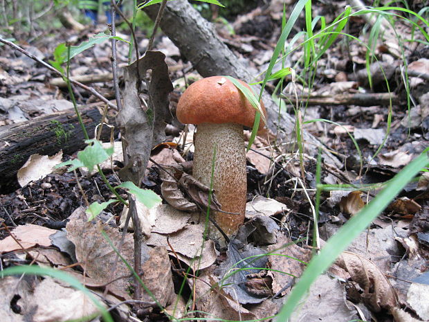 kozák dubový Leccinum aurantiacum (Bull.) Gray