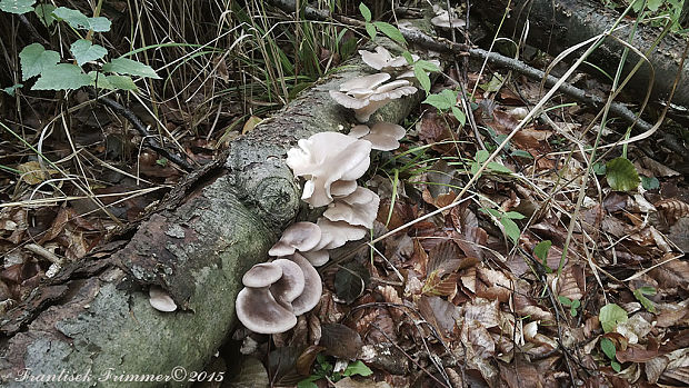 hliva buková Pleurotus pulmonarius (Fr.) Quél.