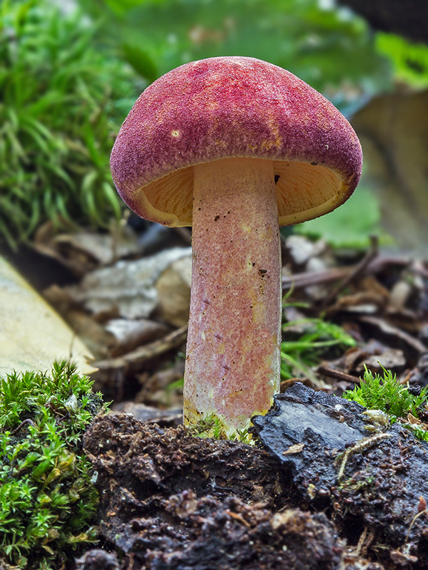 čírovec červenožltý Tricholomopsis rutilans (Schaeff.) Singer