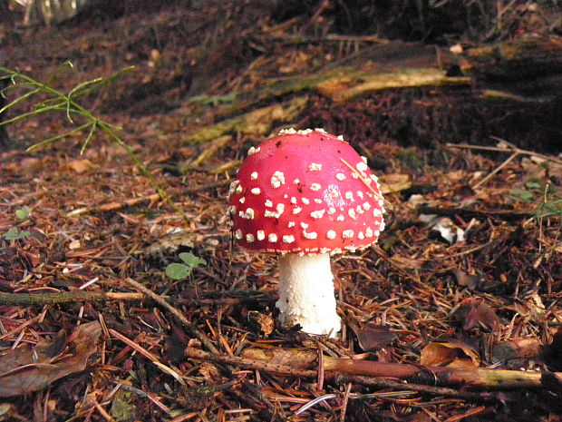 muchotrávka červená Amanita muscaria (L.) Lam.