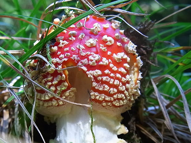 muchotrávka červená Amanita muscaria (L.) Lam.