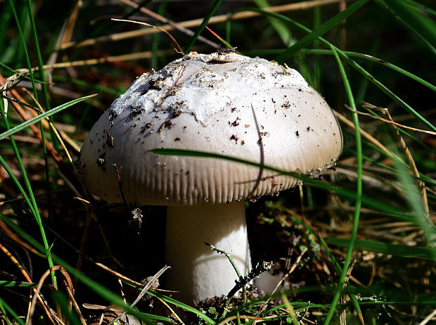 muchotrávka pošvatá Amanita vaginata (Bull.) Lam.