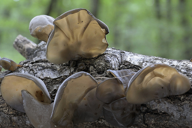 uchovec bazový Auricularia auricula-judae (Bull.) Quél.