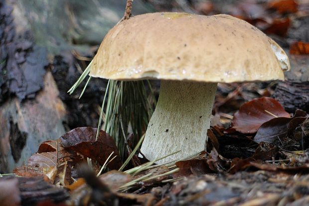 hríb smrekový Boletus edulis Bull.