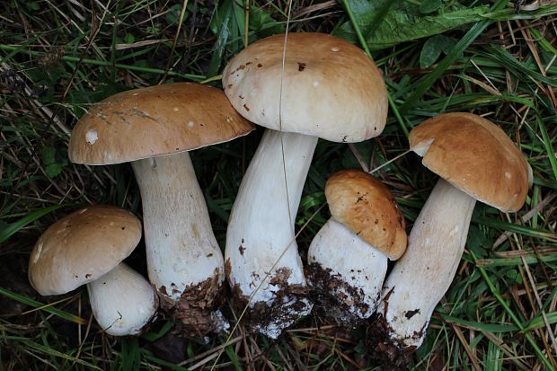 hríb smrekový Boletus edulis Bull.