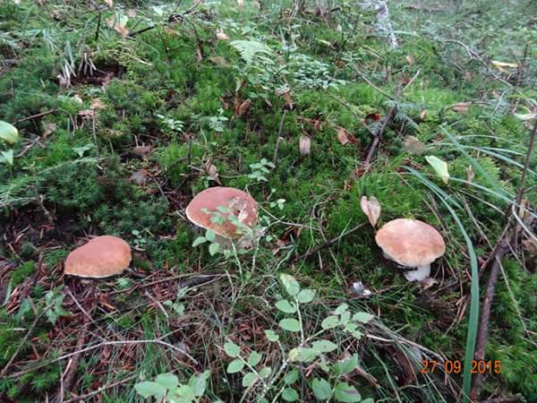 hríb smrekový Boletus edulis Bull.