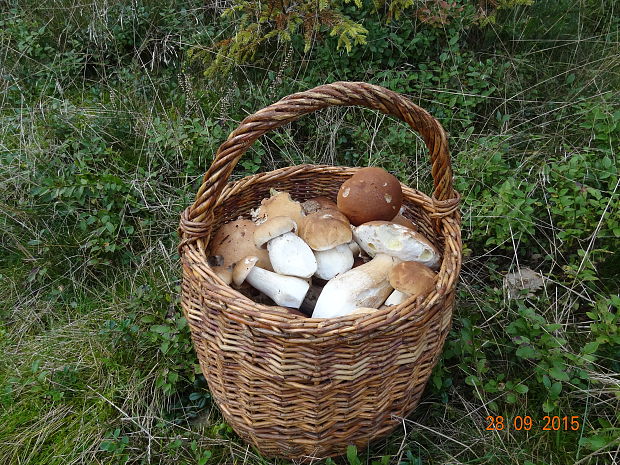 hríb smrekový Boletus edulis Bull.