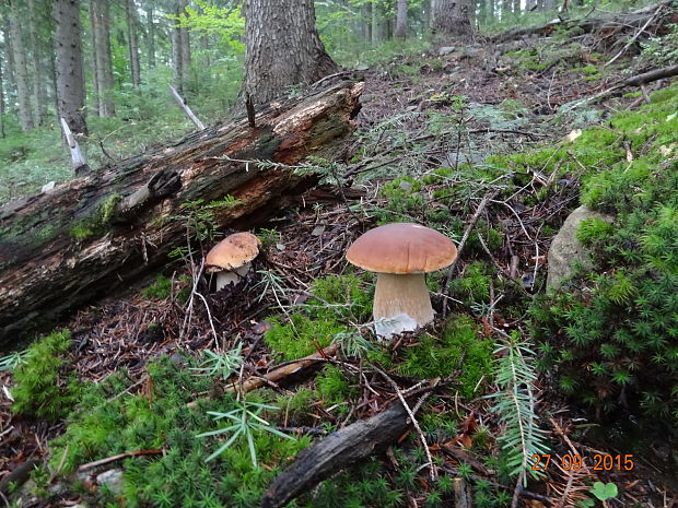 hríb smrekový Boletus edulis Bull.