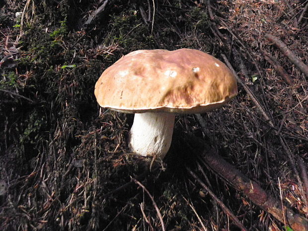 hríb smrekový Boletus edulis Bull.