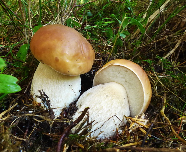 hríb smrekový Boletus edulis Bull.