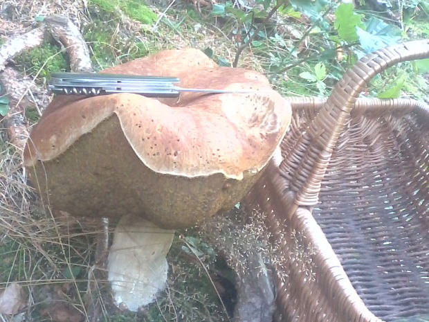 hríb smrekový Boletus edulis Bull.