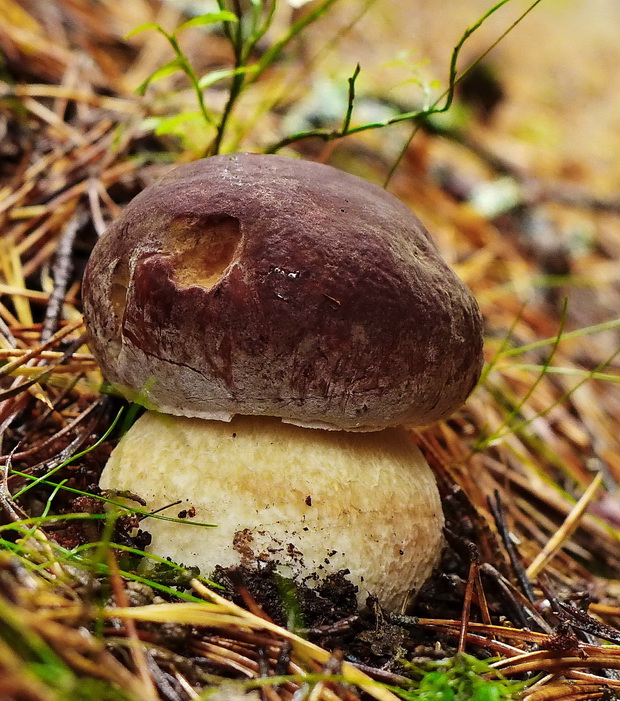 hríb sosnový Boletus pinophilus Pil. et Dermek in Pil.