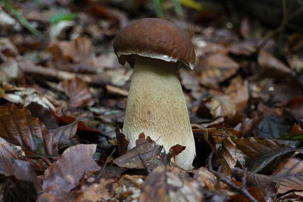 hríb dubový Boletus reticulatus Schaeff.