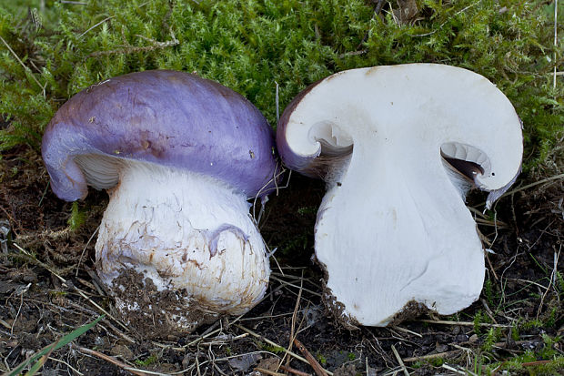 pavučinovec fialovookrajový Cortinarius balteatocumatilis Rob. Henry ex P.D. Orton