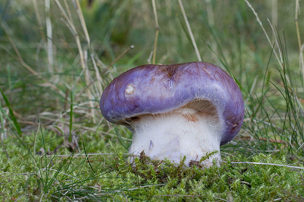 pavučinovec fialovookrajový Cortinarius balteatocumatilis Rob. Henry ex P.D. Orton