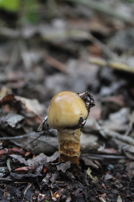 pavučinovec mazľavý Cortinarius trivialis J.E. Lange