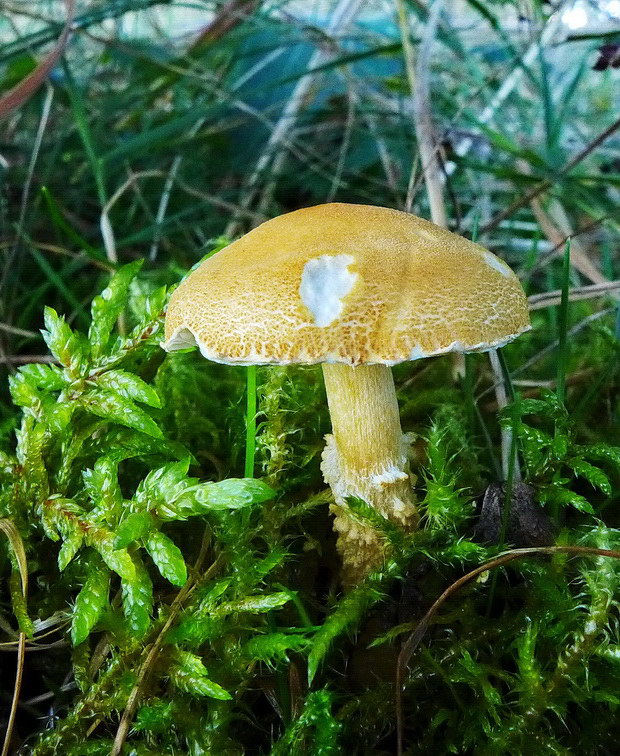 zrnivka Cystoderma sp.