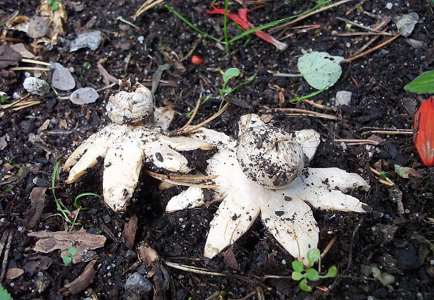 hviezdovka tmavá Geastrum coronatum Pers.